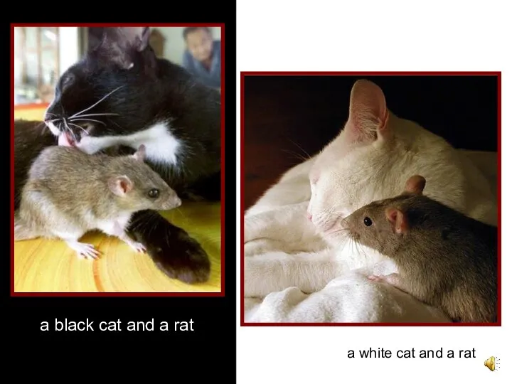 a black cat and a rat a white cat and a rat