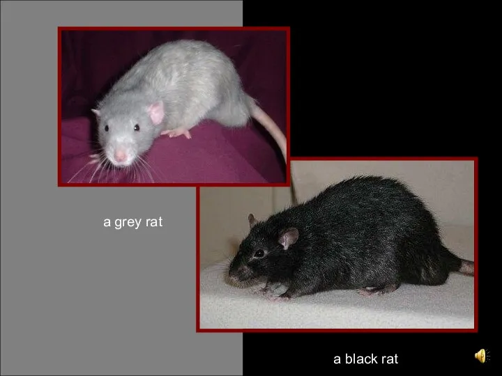 a grey rat a black rat