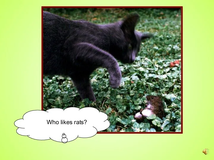 Who likes rats?