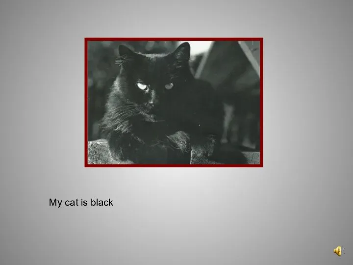 My cat is black