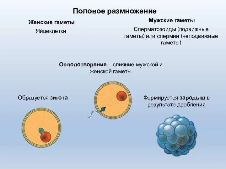 Половое размножение Женские гаметы Мужские гаметы Яйцеклетки Сперматозоиды (подвижные гаметы) или спермии