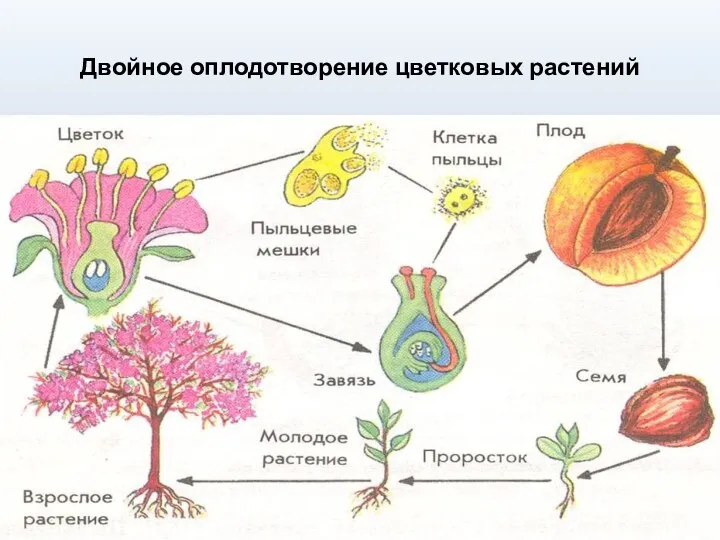 Двойное оплодотворение цветковых растений