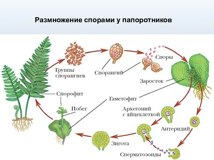 Размножение спорами у папоротников