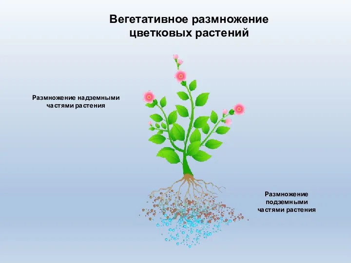 Вегетативное размножение цветковых растений Размножение надземными частями растения Размножение подземными частями растения