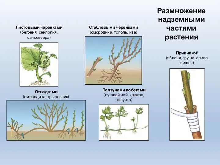 Стеблевыми черенками (смородина, тополь, ива) Ползучими побегами (луговой чай, клюква, живучка) Отводками