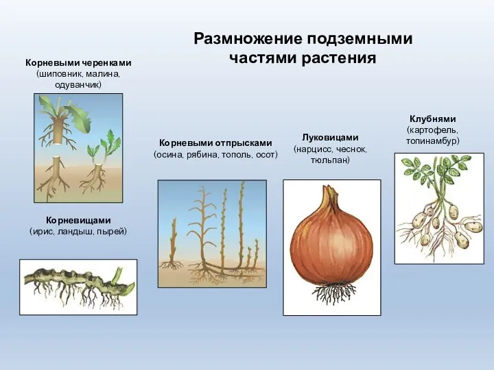 Корневыми черенками (шиповник, малина, одуванчик) Размножение подземными частями растения Корневыми отпрысками (осина,