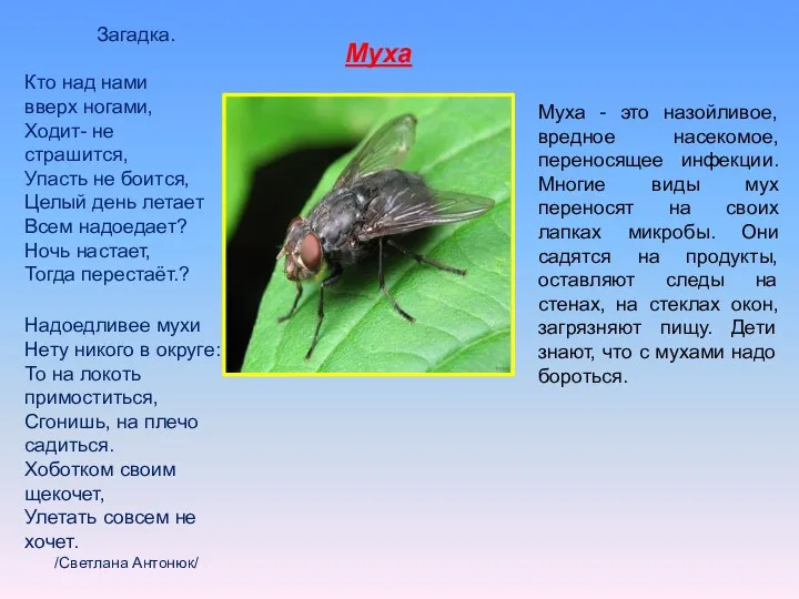 Муха - это назойливое, вредное насекомое, переносящее инфекции. Многие виды мух переносят