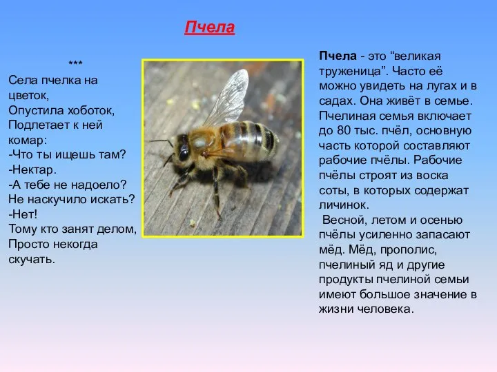 Пчела *** Села пчелка на цветок, Опустила хоботок, Подлетает к ней комар: