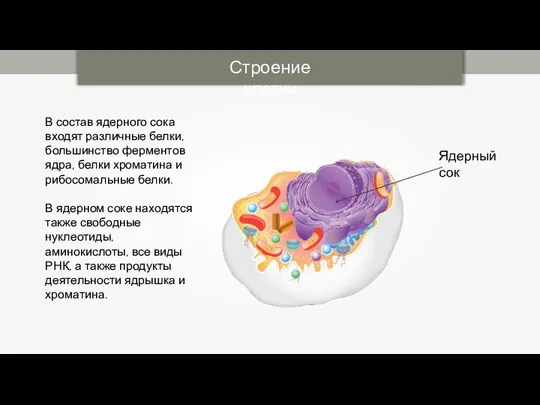 В состав ядерного сока входят различные белки, большинство ферментов ядра, белки хроматина