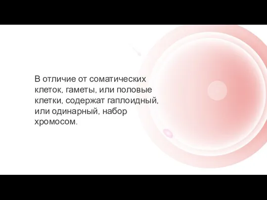 В отличие от соматических клеток, гаметы, или половые клетки, содержат гаплоидный, или одинарный, набор хромосом.