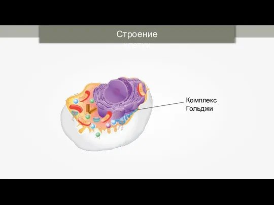 Строение клетки