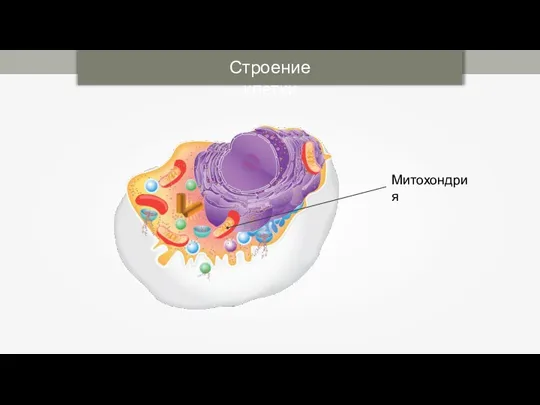 Строение клетки