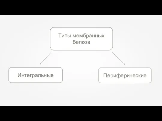 Типы мембранных белков