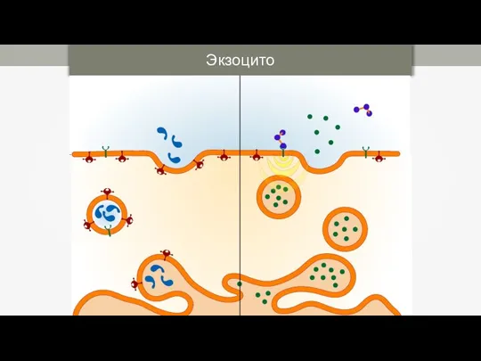 Экзоцитоз