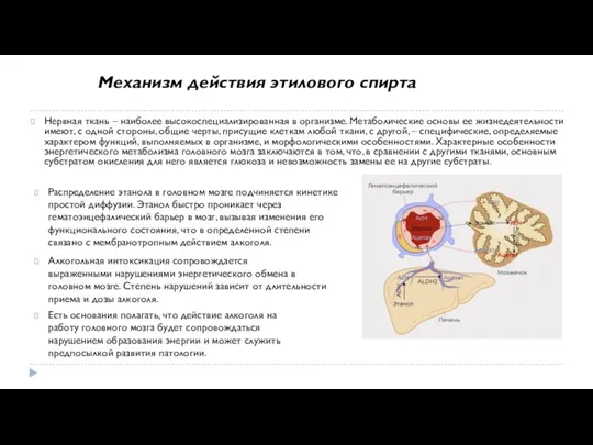 Нервная ткань – наиболее высокоспециализированная в организме. Метаболические основы ее жизнедеятельности имеют,