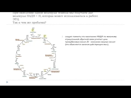 следует помнить, что накопление НАДН по механизму отрицательной обратной связи угнетает цикл