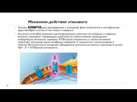 Этанол, будучи хорошо растворимым в липидной фазе, включается в липофильное ядро мембран