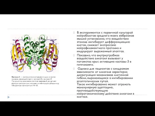 В экспериментах с первичной культурой нейробластов среднего мозга эмбрионов мышей установлено, что