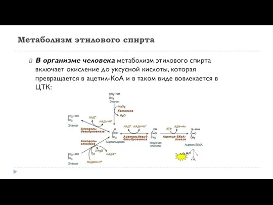 Метаболизм этилового спирта В организме человека метаболизм этилового спирта включает окисление до