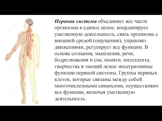 Нервная система объединяет все части организма в единое целое, координирует умственную деятельность,