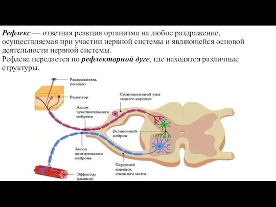 Рефлекс — ответная реакция организма на любое раздражение, осуществляемая при участии нервной