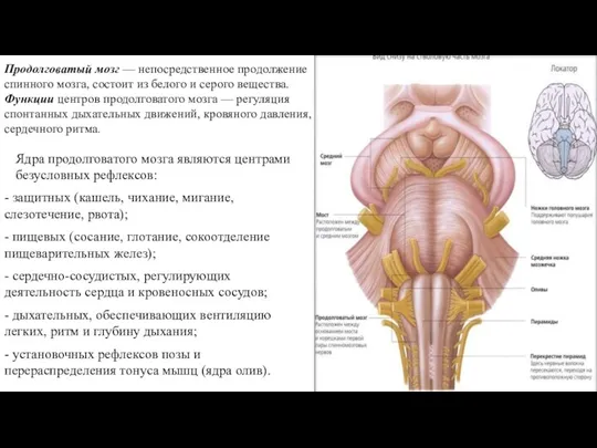 Продолговатый мозг — непосредственное продолжение спинного мозга, состоит из белого и серого