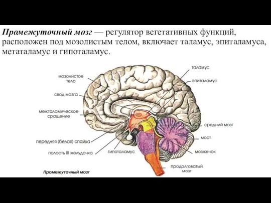 Промежуточный мозг — регулятор вегетативных функций, расположен под мозолистым телом, включает таламус, эпиталамуса, метаталамус и гипоталамус.