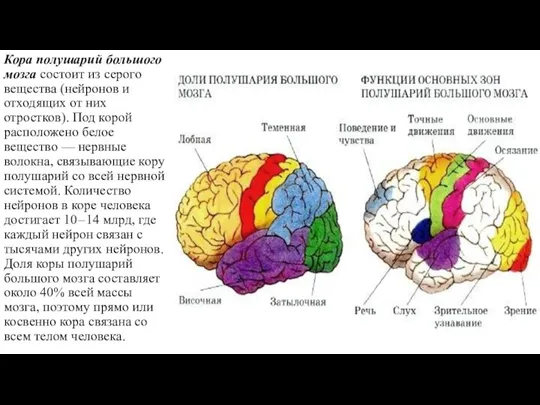 Кора полушарий большого мозга состоит из серого вещества (нейронов и отходящих от