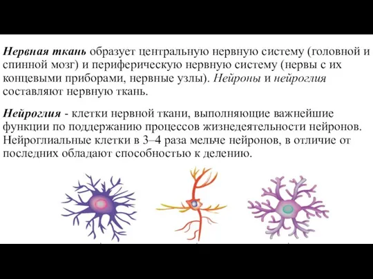 Нервная ткань образует центральную нервную систему (головной и спинной мозг) и периферическую