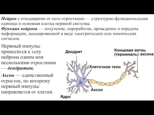 Нейрон с отходящими от него отростками — структурно-функциональная единица и основная клетка