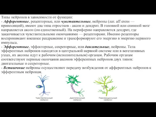 Типы нейронов в зависимости от функции: - Афферентные, рецепторные, или чувствительные, нейроны