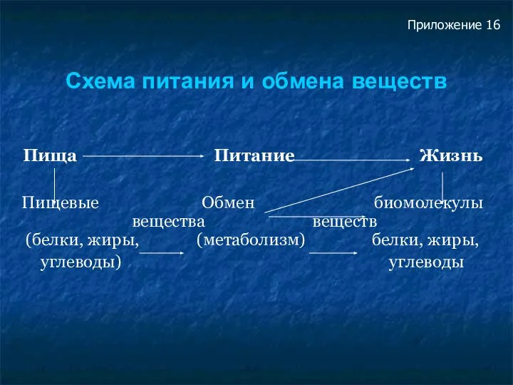 Схема питания и обмена веществ Пища Питание Жизнь Пищевые Обмен биомолекулы вещества