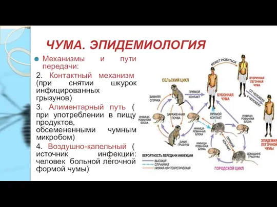 ЧУМА. ЭПИДЕМИОЛОГИЯ Механизмы и пути передачи: 2. Контактный механизм (при снятии шкурок