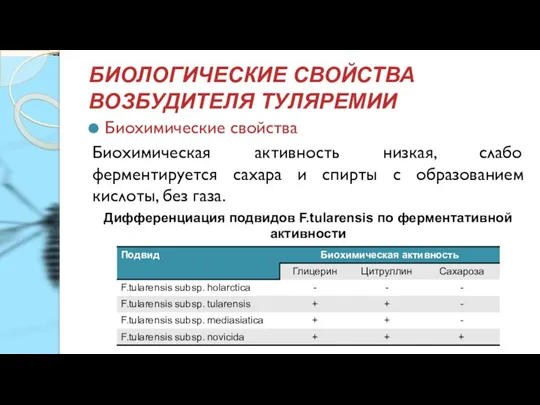 БИОЛОГИЧЕСКИЕ СВОЙСТВА ВОЗБУДИТЕЛЯ ТУЛЯРЕМИИ Биохимические свойства Биохимическая активность низкая, слабо ферментируется сахара