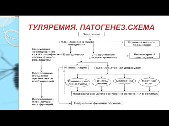 ТУЛЯРЕМИЯ. ПАТОГЕНЕЗ.СХЕМА