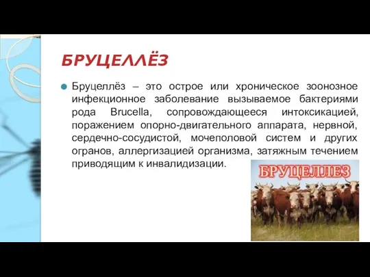 БРУЦЕЛЛЁЗ Бруцеллёз – это острое или хроническое зоонозное инфекционное заболевание вызываемое бактериями