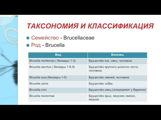 ТАКСОНОМИЯ И КЛАССИФИКАЦИЯ Семейство - Brucellaceae Род - Brucella