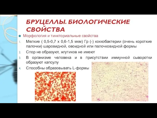 БРУЦЕЛЛЫ. БИОЛОГИЧЕСКИЕ СВОЙСТВА Морфология и тинкториальные свойства Мелкие ( 0,5-0,7 х 0,6-1,5