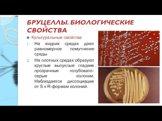 БРУЦЕЛЛЫ. БИОЛОГИЧЕСКИЕ СВОЙСТВА Культуральные свойства На жидких средах дают равномерное помутнение среды