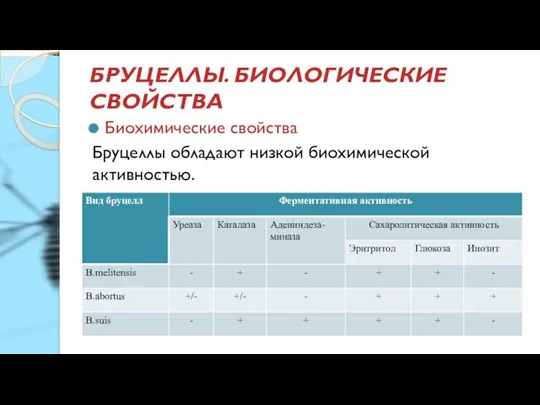 БРУЦЕЛЛЫ. БИОЛОГИЧЕСКИЕ СВОЙСТВА Биохимические свойства Бруцеллы обладают низкой биохимической активностью.