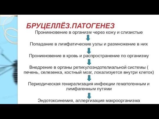 БРУЦЕЛЛЁЗ.ПАТОГЕНЕЗ Проникновение в организм через кожу и слизистые Попадание в лимфатические узлы