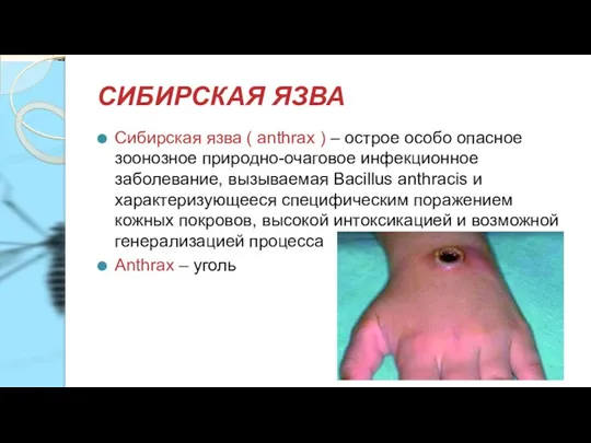 СИБИРСКАЯ ЯЗВА Сибирская язва ( anthrax ) – острое особо опасное зоонозное