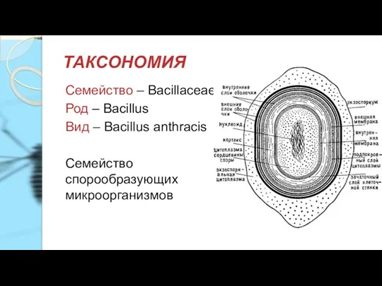 ТАКСОНОМИЯ Семейство – Bacillaceae Род – Bacillus Вид – Bacillus anthracis Семейство спорообразующих микроорганизмов