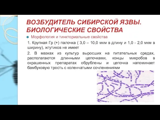 ВОЗБУДИТЕЛЬ СИБИРСКОЙ ЯЗВЫ. БИОЛОГИЧЕСКИЕ СВОЙСТВА Морфология и тинкториальные свойства 1. Крупная Гр