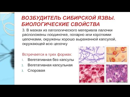 ВОЗБУДИТЕЛЬ СИБИРСКОЙ ЯЗВЫ. БИОЛОГИЧЕСКИЕ СВОЙСТВА 3. В мазках из патологического материала палочки