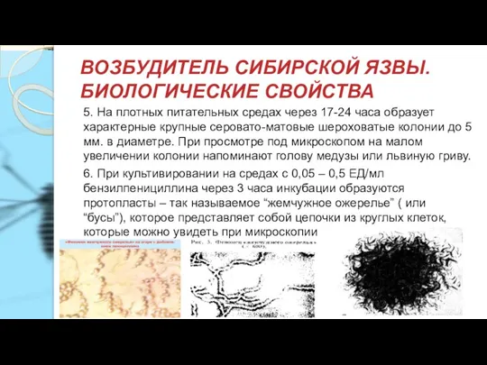 ВОЗБУДИТЕЛЬ СИБИРСКОЙ ЯЗВЫ. БИОЛОГИЧЕСКИЕ СВОЙСТВА 5. На плотных питательных средах через 17-24