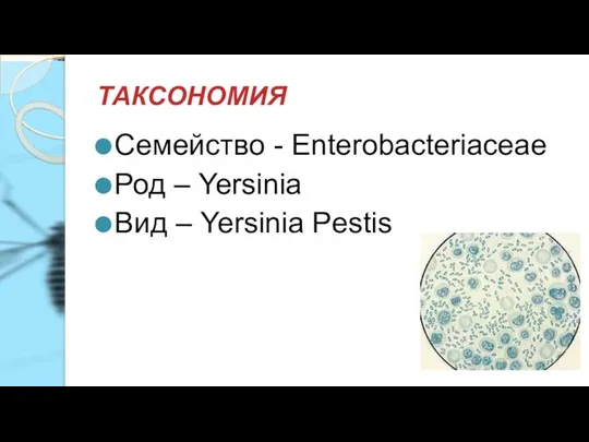 ТАКСОНОМИЯ Семейство - Enterobacteriaceae Род – Yersinia Вид – Yersinia Pestis