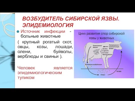 ВОЗБУДИТЕЛЬ СИБИРСКОЙ ЯЗВЫ. ЭПИДЕМИОЛОГИЯ Источник инфекции - больные животные ( крупный рогатый