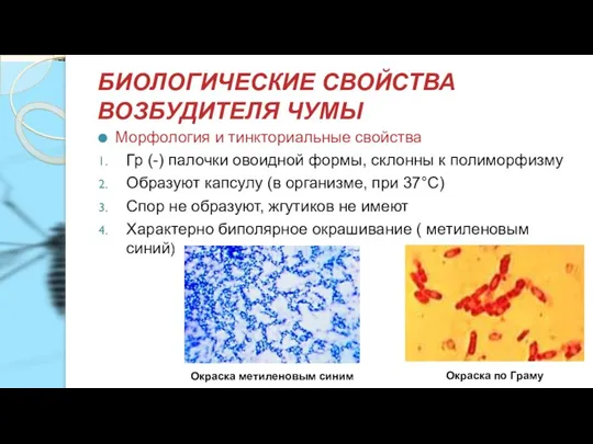 БИОЛОГИЧЕСКИЕ СВОЙСТВА ВОЗБУДИТЕЛЯ ЧУМЫ Морфология и тинкториальные свойства Гр (-) палочки овоидной