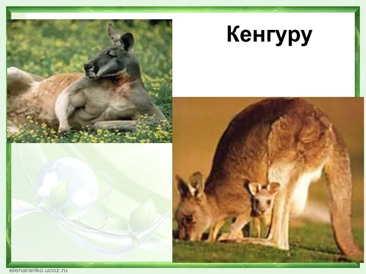 Кенгуру